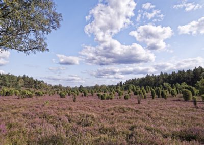 Ellerndorfer Heide